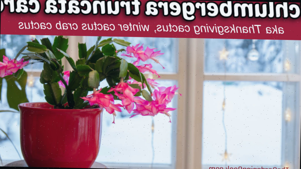 Cuidando da Schlumbergera truncata. Um cacto de Ação de Graças em um vaso vermelho na janela com neve do lado de fora. Uma caixa de texto vermelha diz cuidados com Schlumbergera truncata, também conhecido como cacto de Ação de Graças, cacto de inverno, cacto caranguejo.
