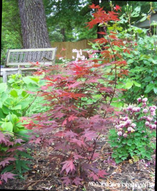 Um banco de jardim sob a sombra de uma árvore perto de um jardim com flores e uma planta de bordo japonês.
