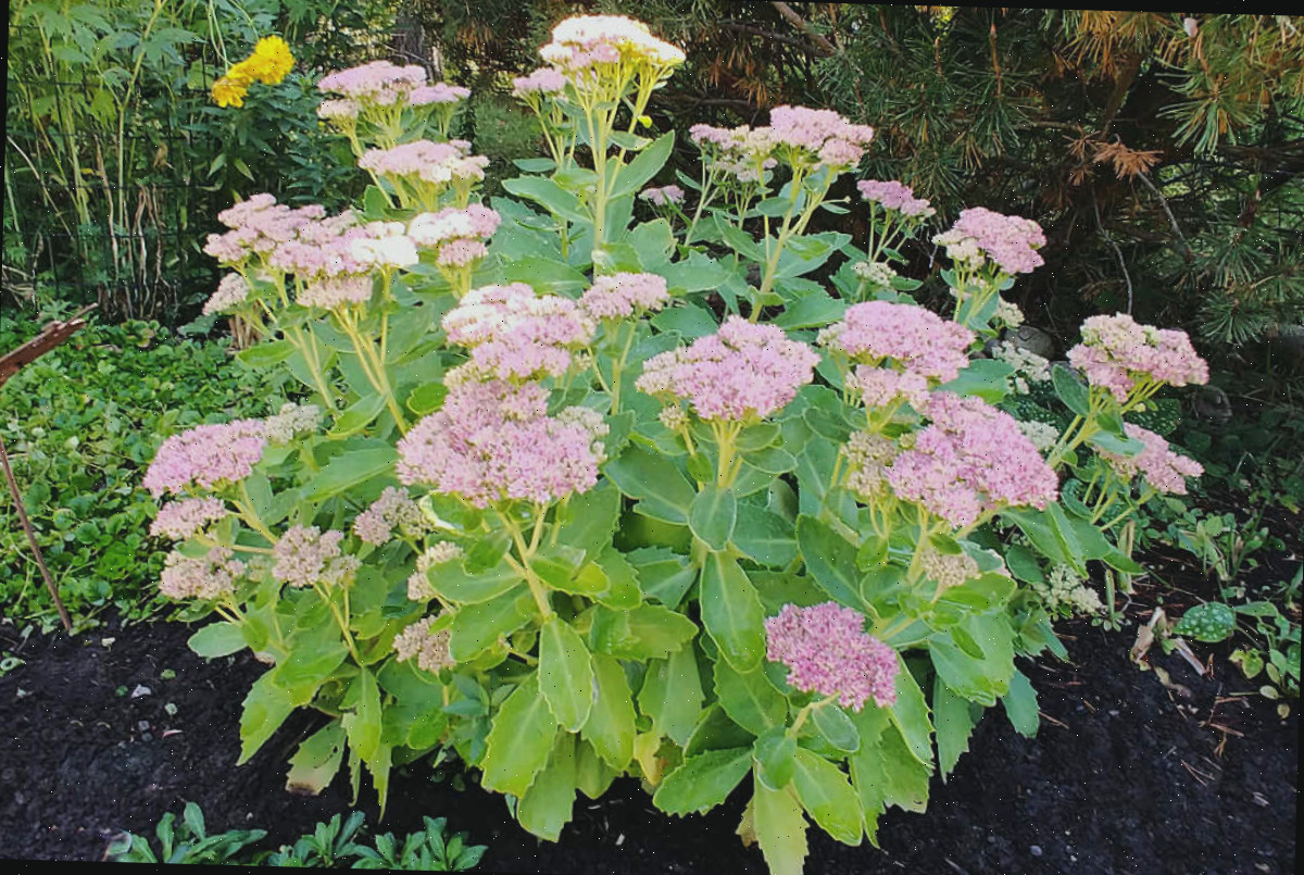 Sedum Autumn Joy em plena floração em um jardim.