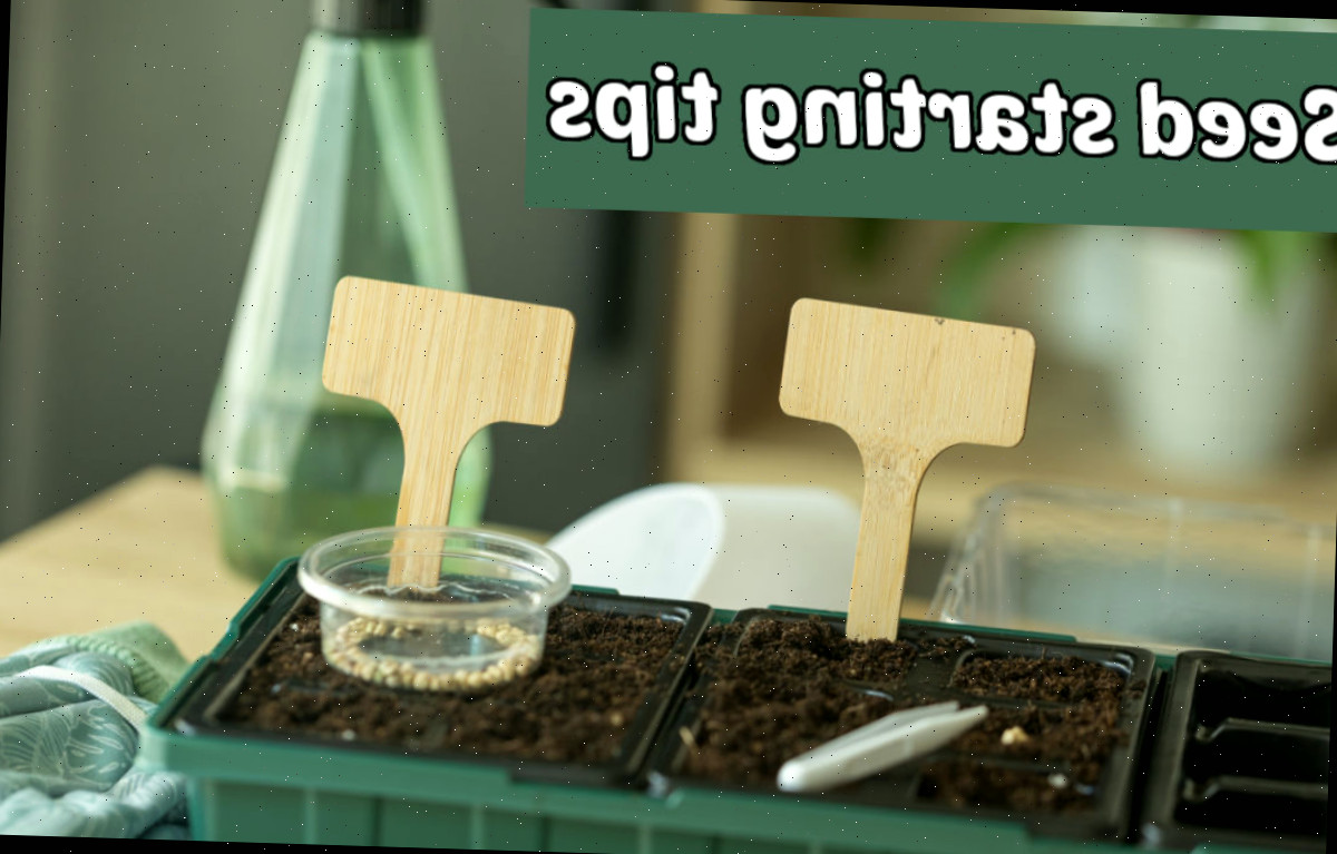 Um recipiente com substrato em uma bandeja com sementes, rótulos, pinças e luvas. O texto superposto diz sugestões para iniciar sementes.