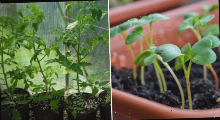 Sementes começando a germinar em um recipiente e mudas em vasos individuais para uma horta de vegetais na varanda.