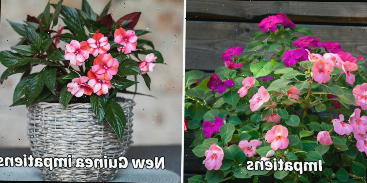 Dois tipos de plantas de impatiens. Uma colagem mostrando a planta de impatiens comum versus a impatiens-da-Nova-Guiné, com texto nomeando cada planta.