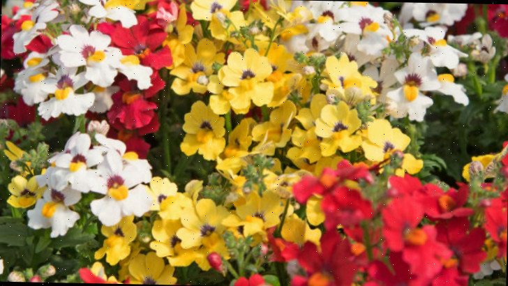 Nemesia é autolimpante Close das flores autolimpantes de nemesia.