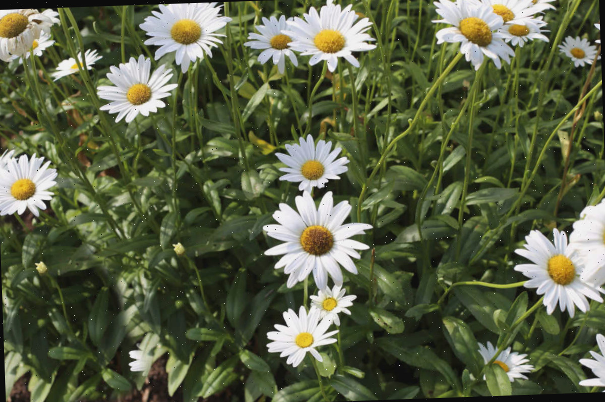 Uma massa de alegres flores brancas de margarida Shasta.