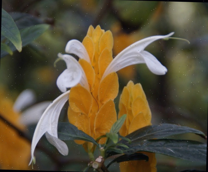 Planta de camarão dourado Planta de camarão dourado