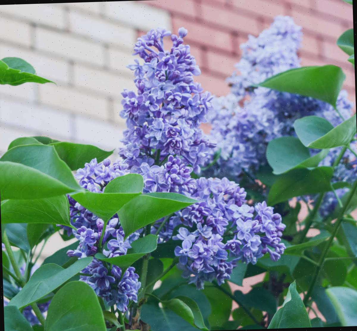 Uma lilás roxa florescendo na primavera ao lado de uma parede de tijolos.