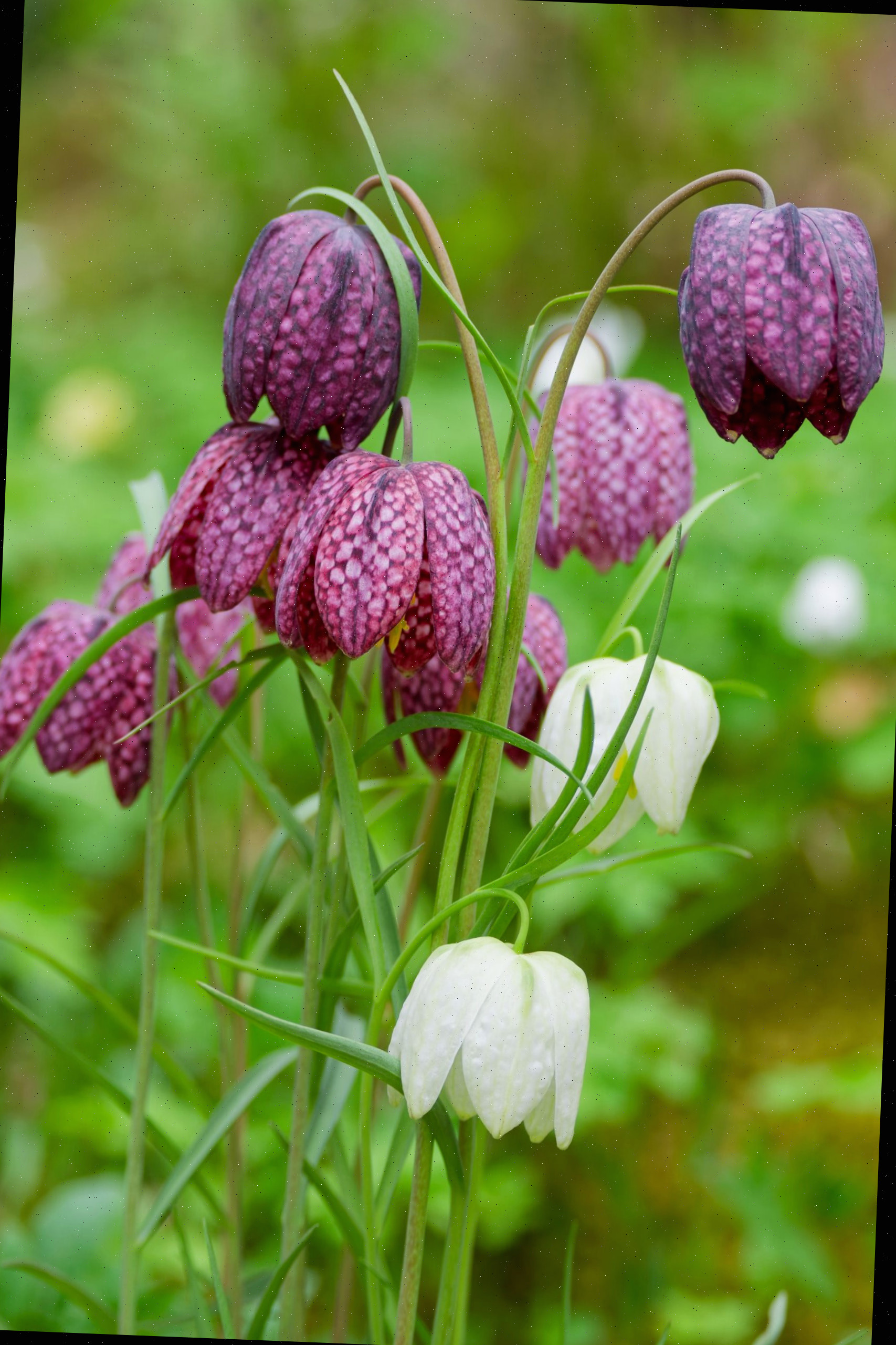 Um close-up das flores de fritilária roxas e brancas pendentes.