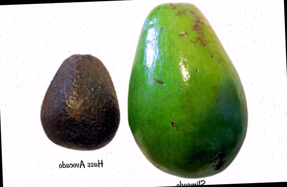Slimcado de casca verde vs abacate Hass.