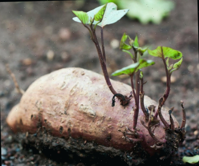 Mudas de batata-doce sobre uma batata inteira no solo, com várias mudas crescendo.