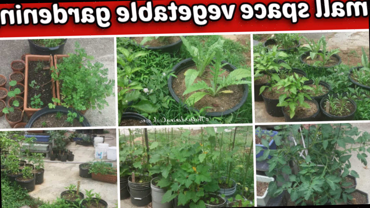 horticultura em espaço reduzido Uma colagem que exibe fotos de vegetais desenvolvendo-se em vasos em um pátio. Uma caixa de texto vermelha exibe 'Horticultura em espaço reduzido'.
