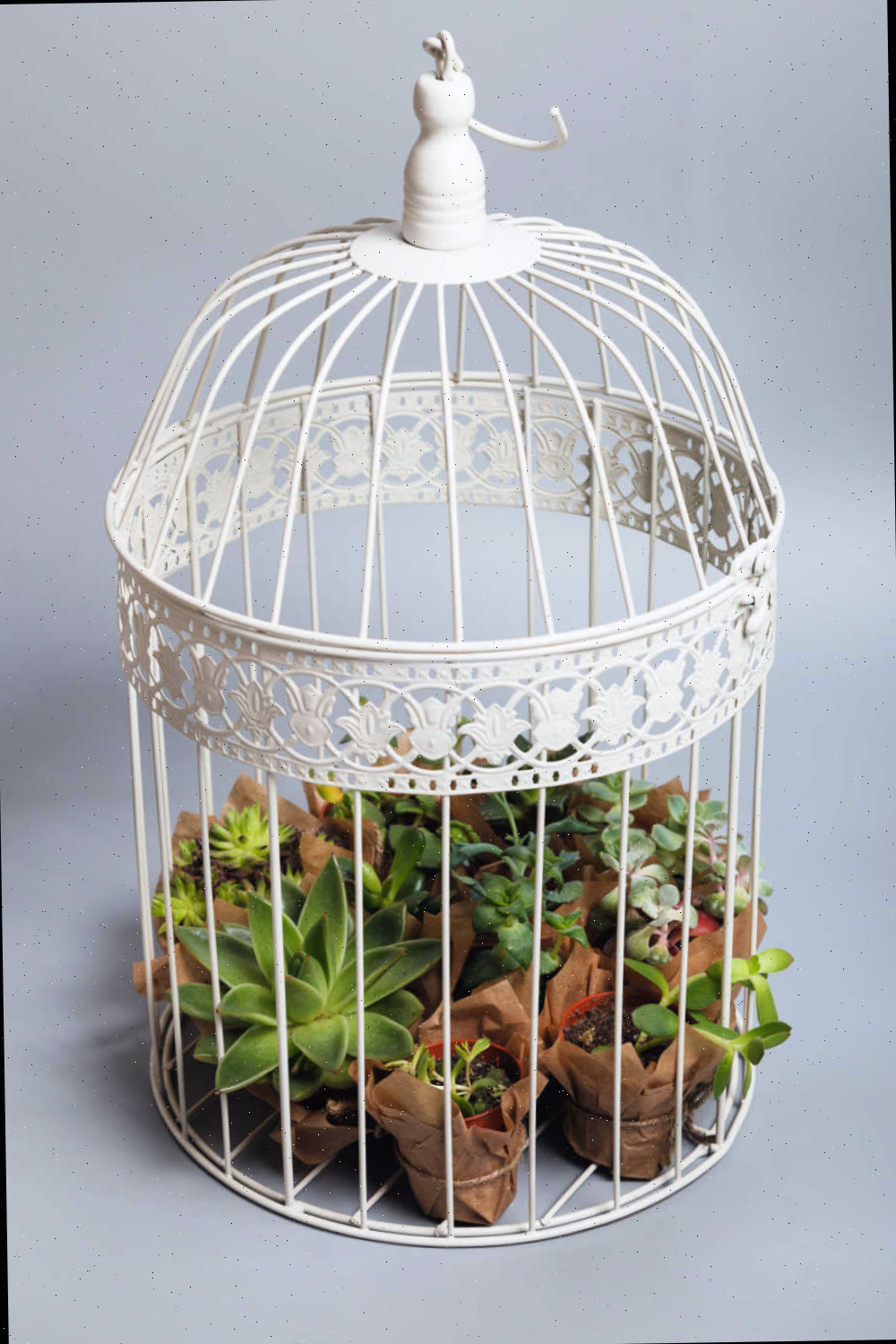 Mini jardim suculento em uma gaiola de pássaro. Mini jardim suculento em uma gaiola de pássaro.