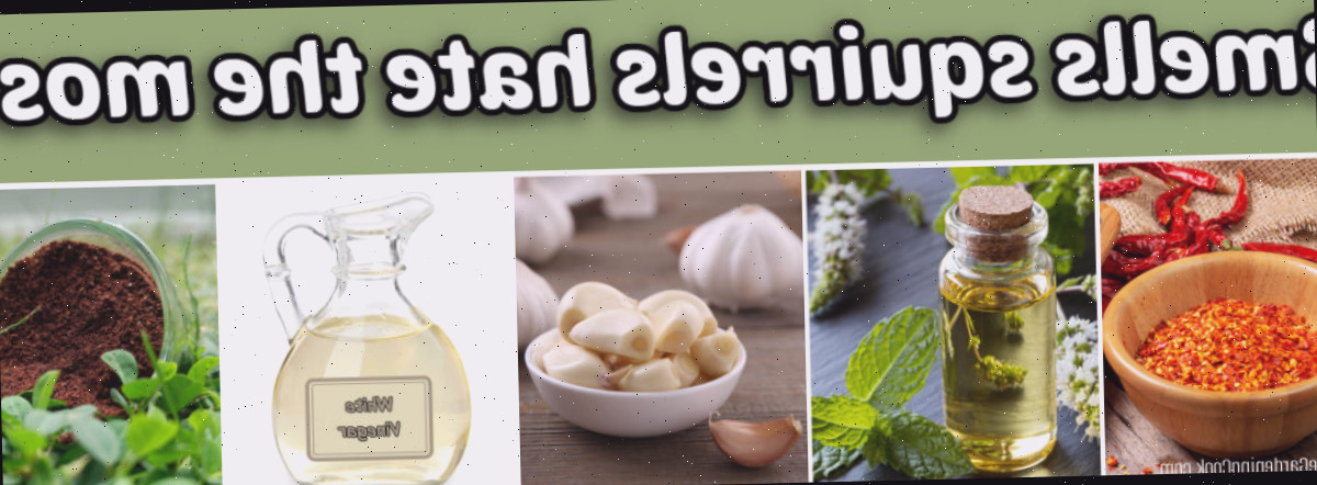 Os cheiros que os esquilos mais odeiam são pimenta caiena, óleo de hortelã-pimenta, alho, vinagre e borra de café.