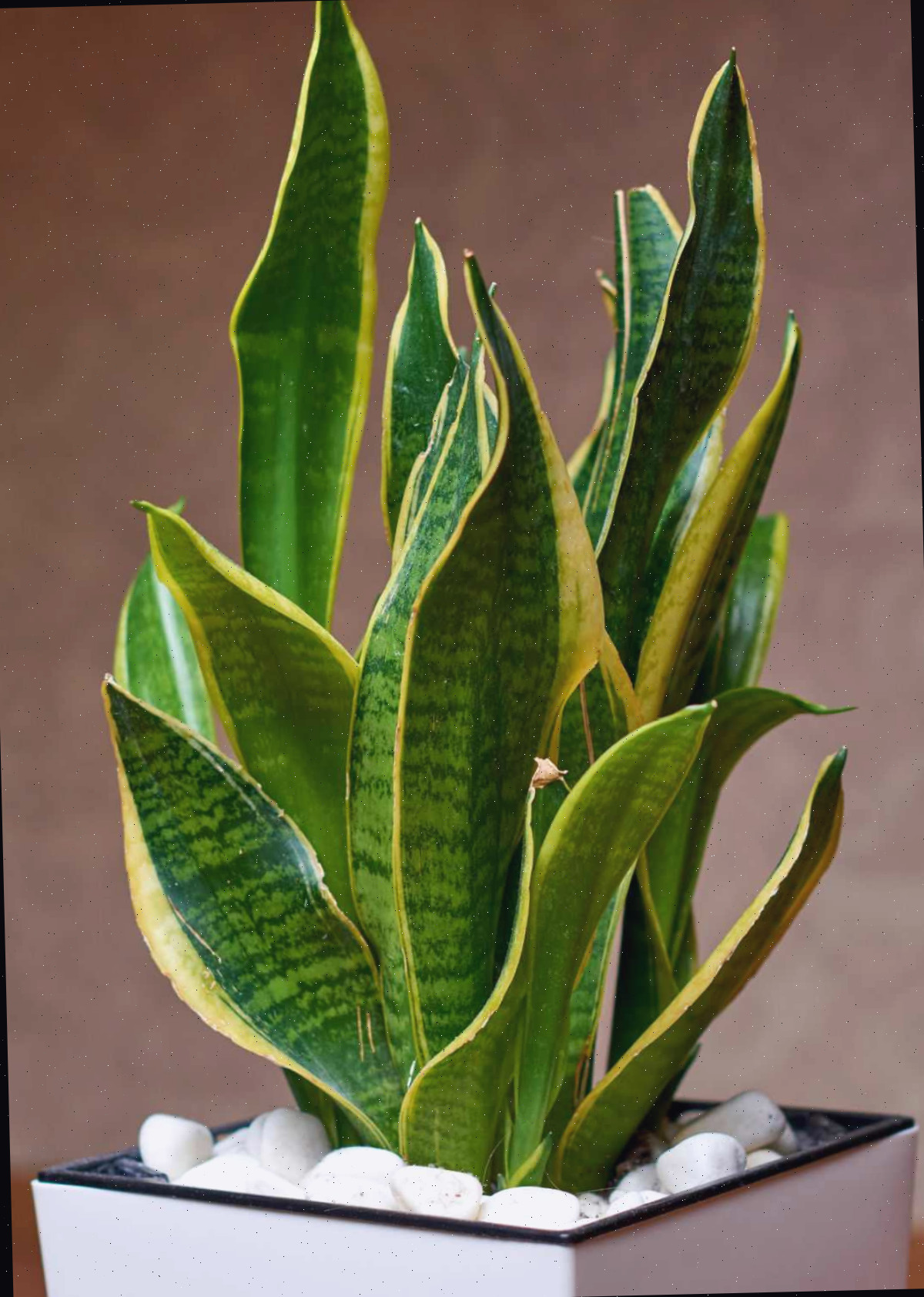Snake plant em um vaso branco com pedras decorativas.