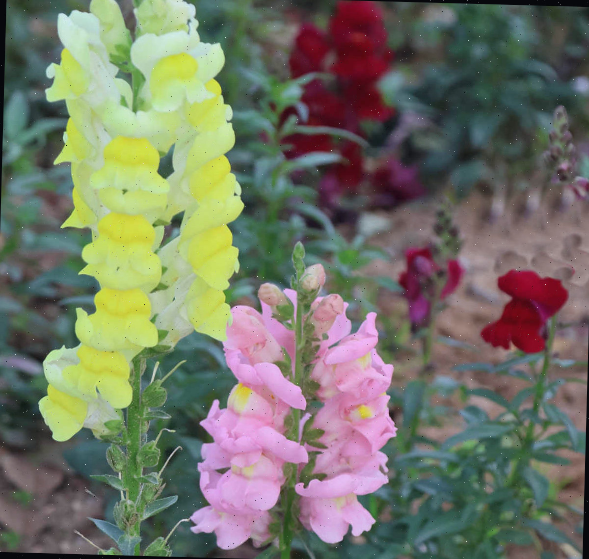 Antirrino, uma planta anual de jardim cottage com flores rosa, amarelas e vermelhas.