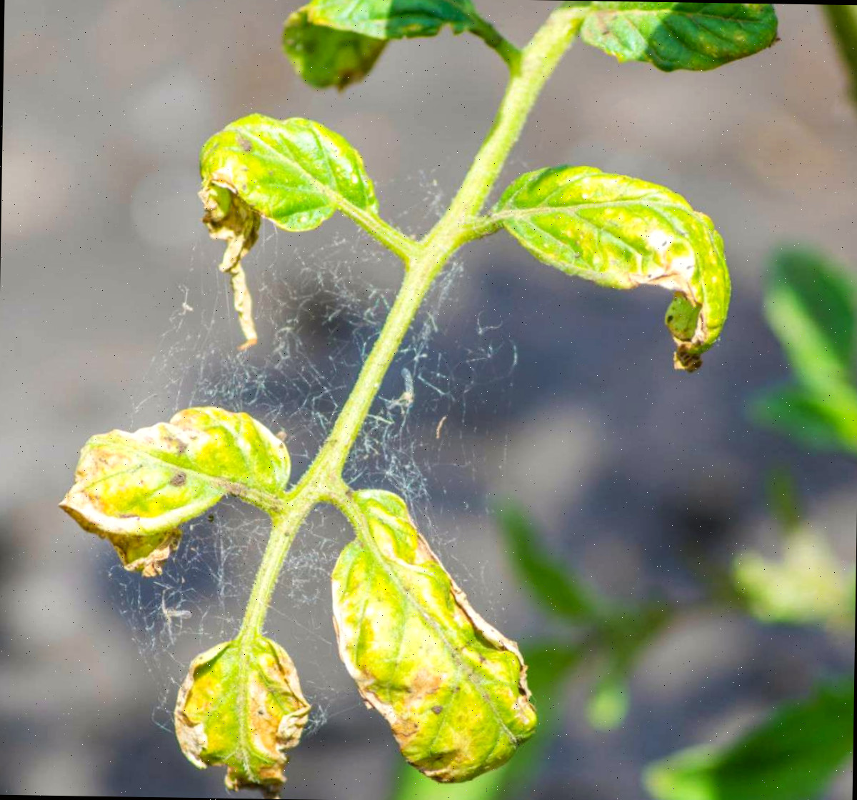 Infestação de ácaros-aranha. Folhas amarelas em plantas de tomate por conta de ácaros-aranha.
