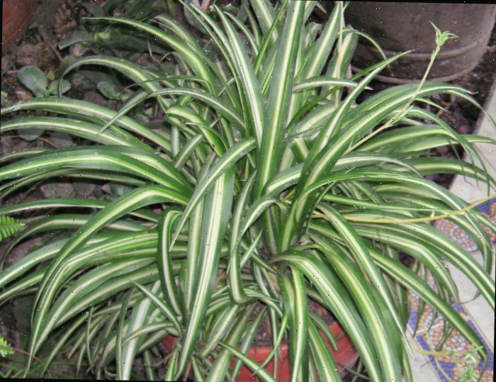 Uma planta-aranha madura em um vaso bege com filhotes começando a crescer dela.