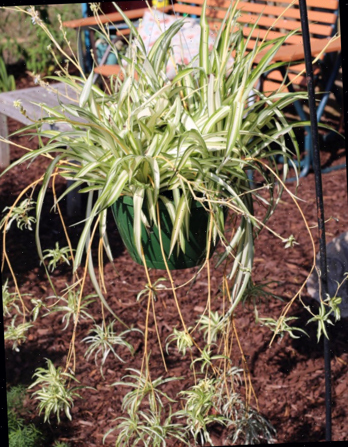 Planta aranha com filhotes