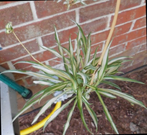 Um grande offset de planta-aranha, enviando seu próprio filhote.