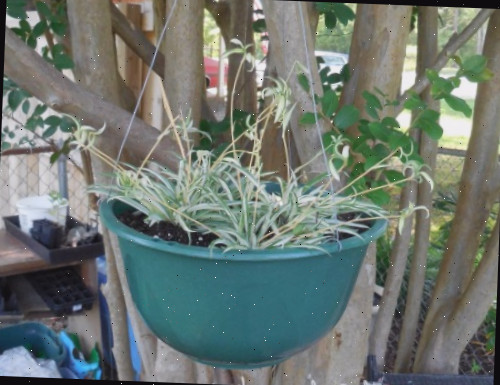 Planta-aranha em um vaso de árvore