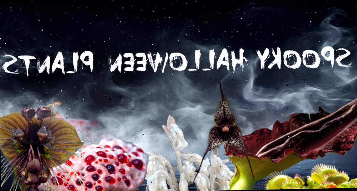 Plantas de Halloween aterrorizantes Fundo com névoa e um grupo de plantas aterrorizantes com as palavras 'Spooky Halloween Plants'.