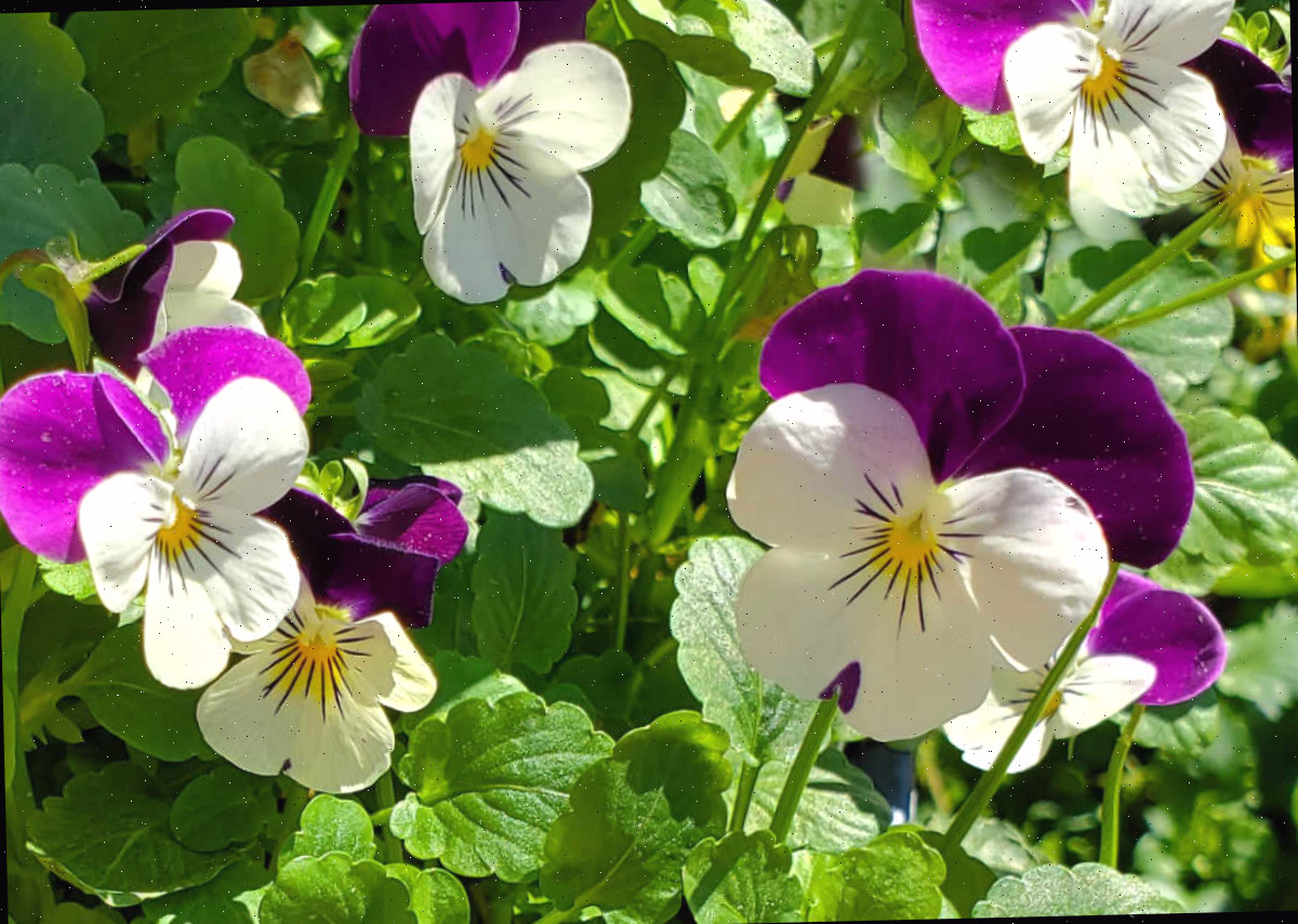 Flores violetas e brancas de viola florescendo na primavera.