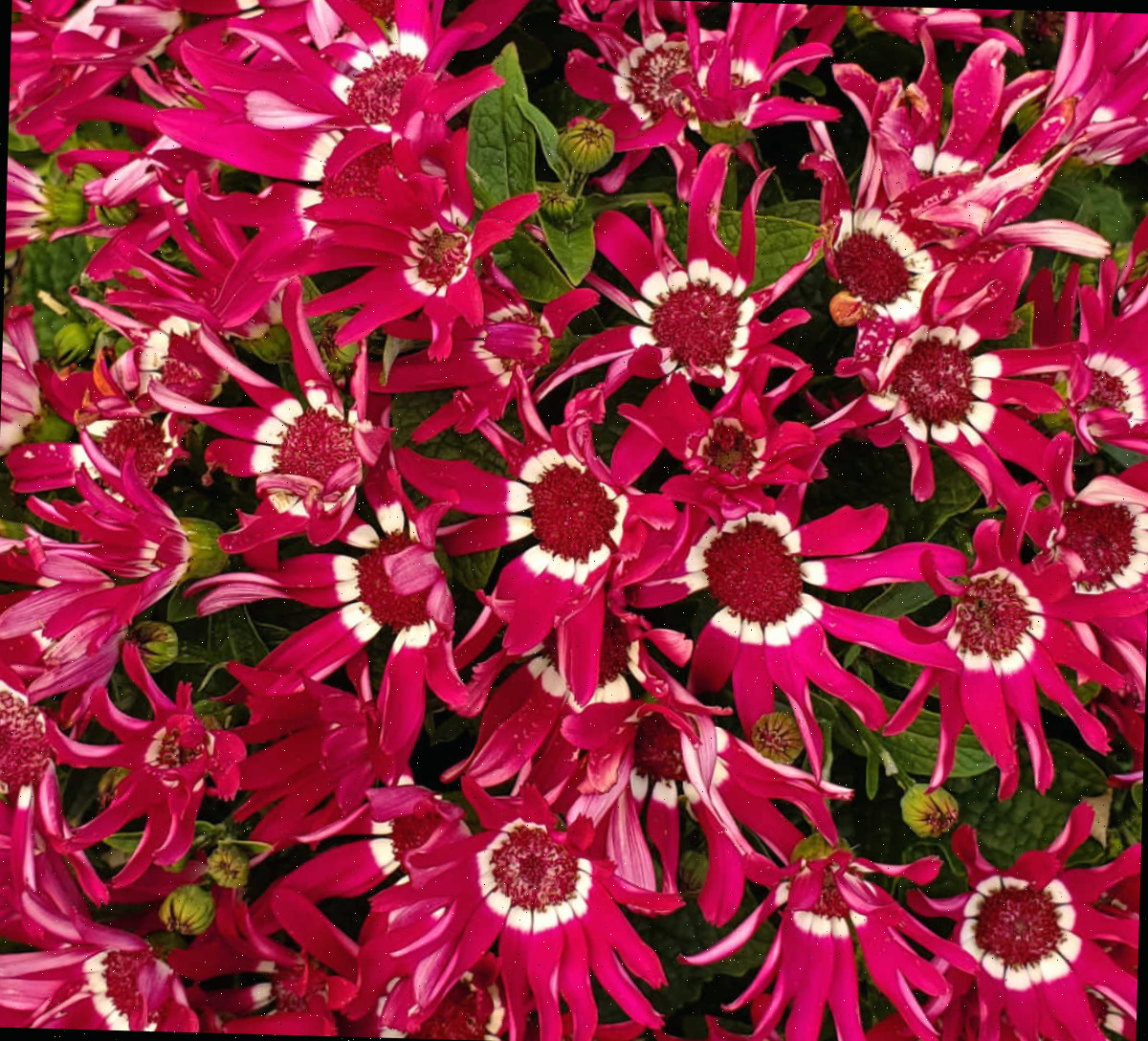 Flores vibrantes rosa e brancas de uma cinerária anual.