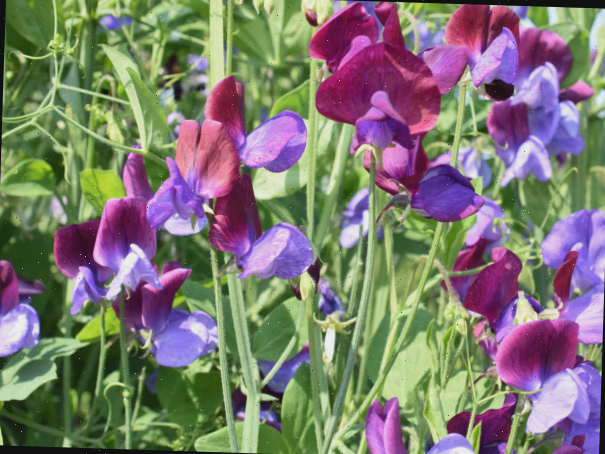 Um close-up de flores de ervilha-de-cheiro roxas e violetas.