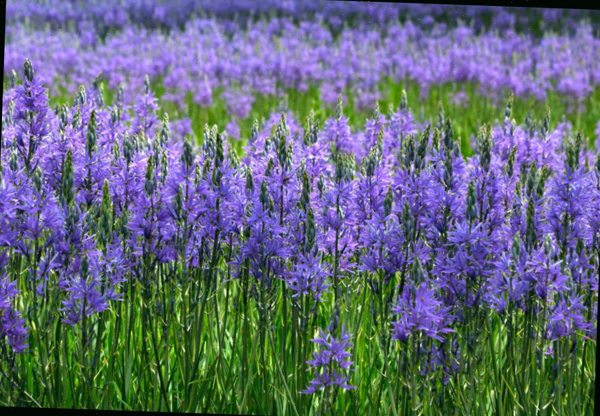 Um plantio em massa de bulbos de camassia em um grande campo.