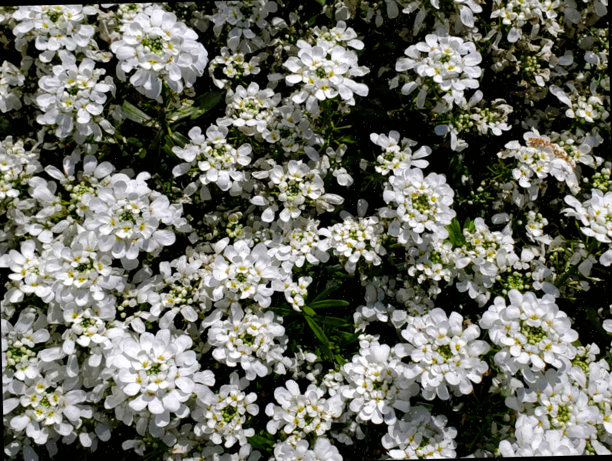 Um close-up da perene Iberis de floração primaveril, também chamada de candytuft.