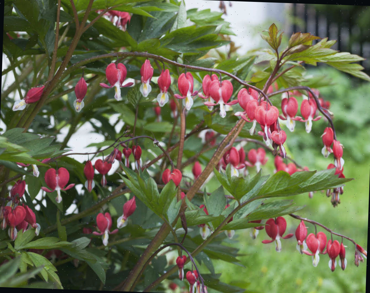 Flores em forma de coração, vermelhas e brancas, da perene coração-sangrando em floração na primavera.