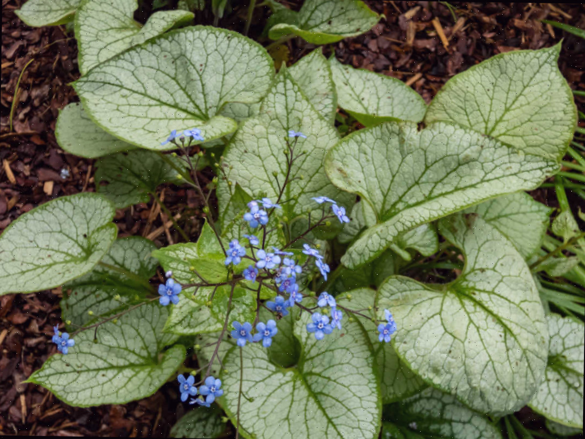Brunnera siberiana em um jardim sombreado com pequenas espigas de flores azuis.