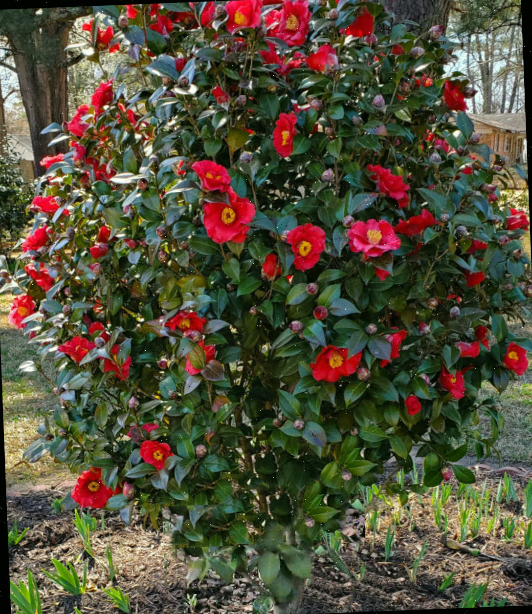 Um arbusto de camélia japonica, repleto de flores vermelhas na primavera.