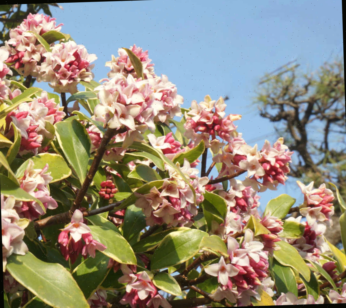 Um arbusto de daphne odora rosa e branco florescendo no início da primavera.