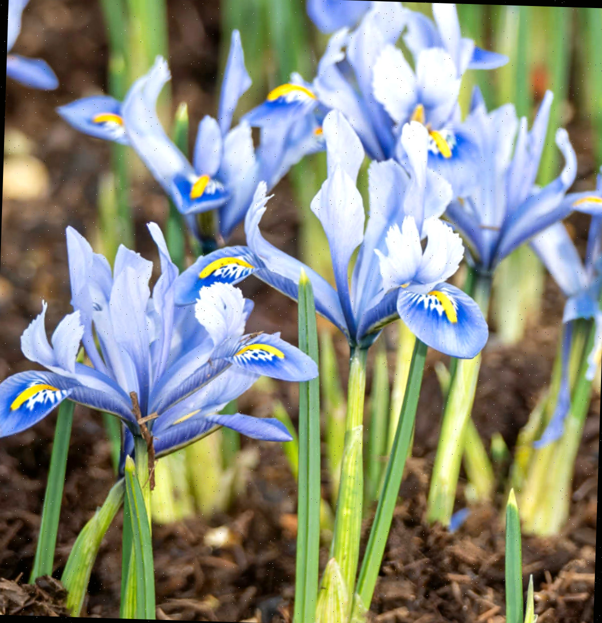 Bulbos de íris anã lilás pálida em plena floração em um campo na primavera.
