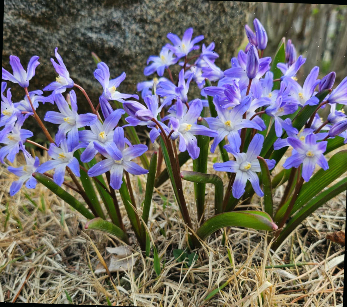Scila-siberiana em flor sob a sombra de uma árvore, envolta em cobertura morta de palha.
