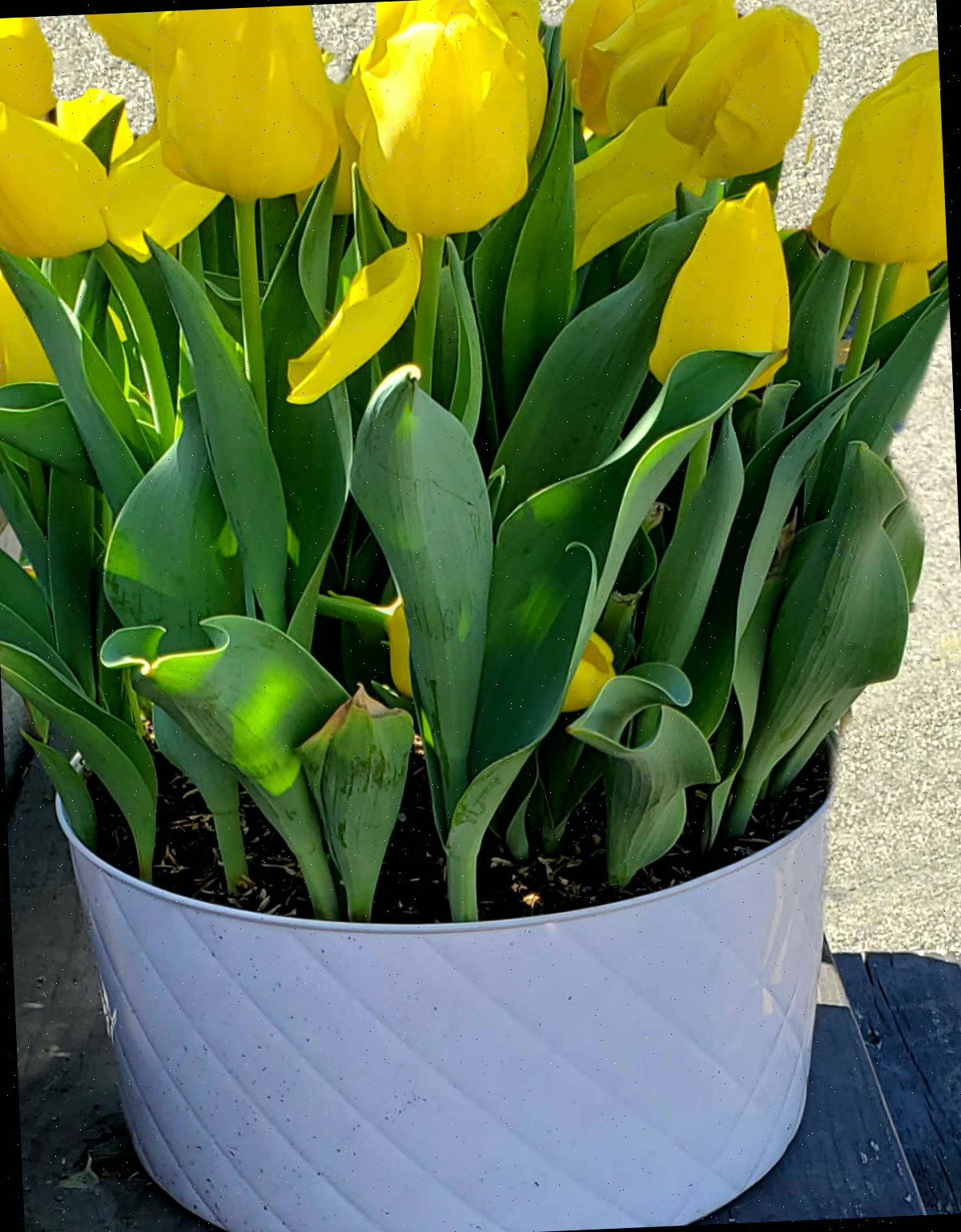 Um grande vaso branco contendo tulipas amarelas em uma prateleira ao sol da primavera.