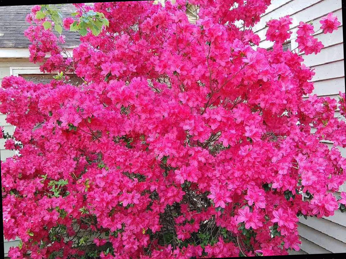 Um arbusto de azaleia rosa vibrante em plena floração ao lado de uma casa branca.