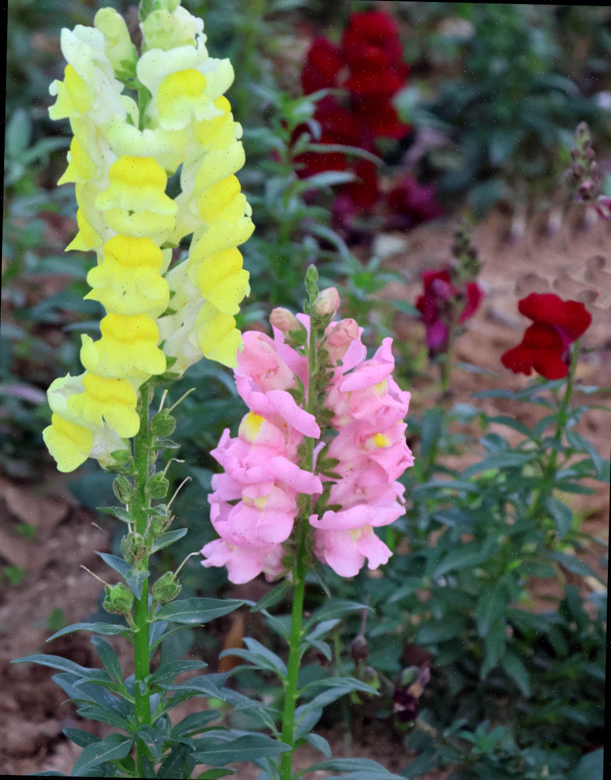 Esporinhas anuais de primavera em plena floração em um jardim.
