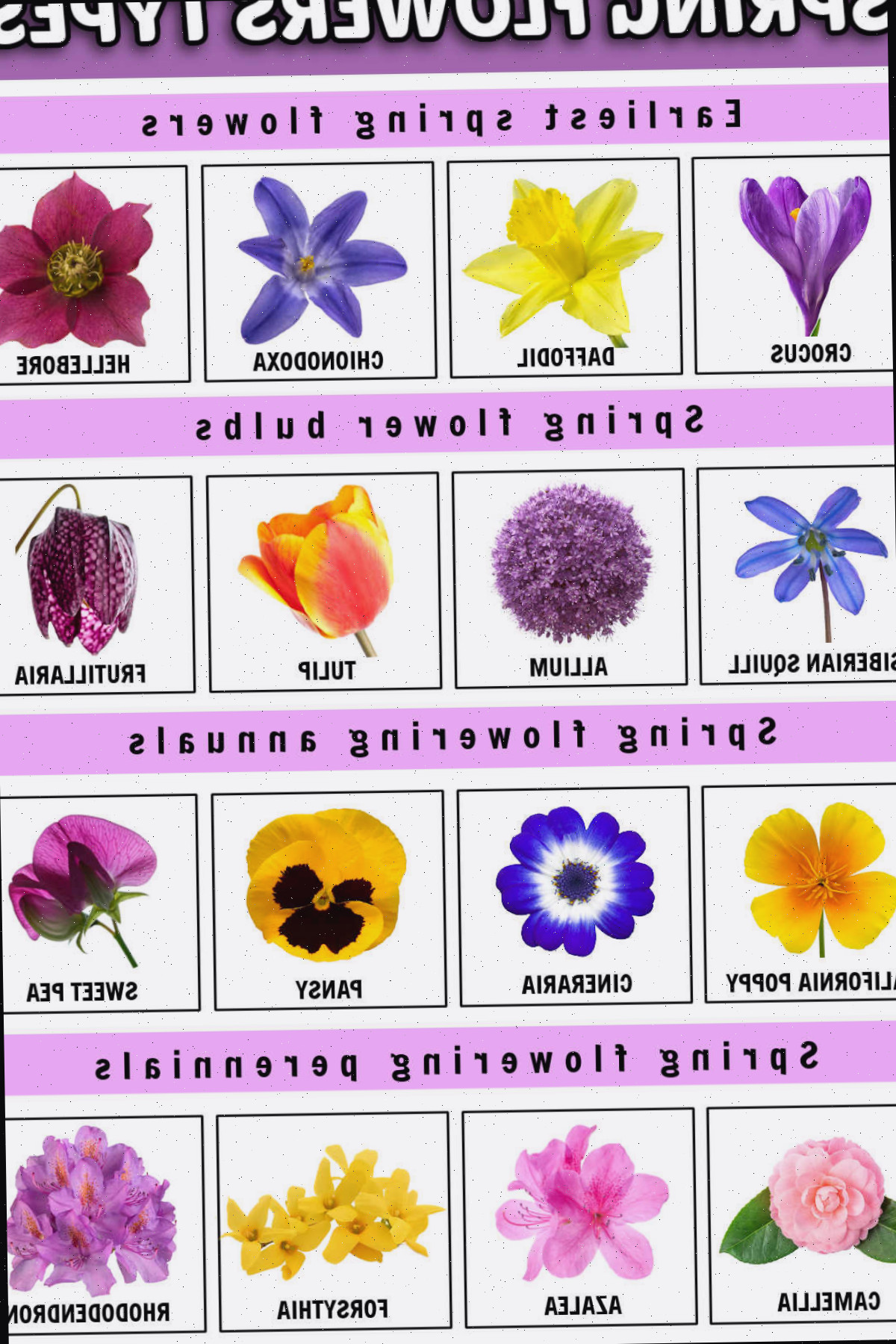 Tipos de flores da primavera, desde as que florescem no início da primavera até anuais, perenes e arbustos que florescem na primavera.