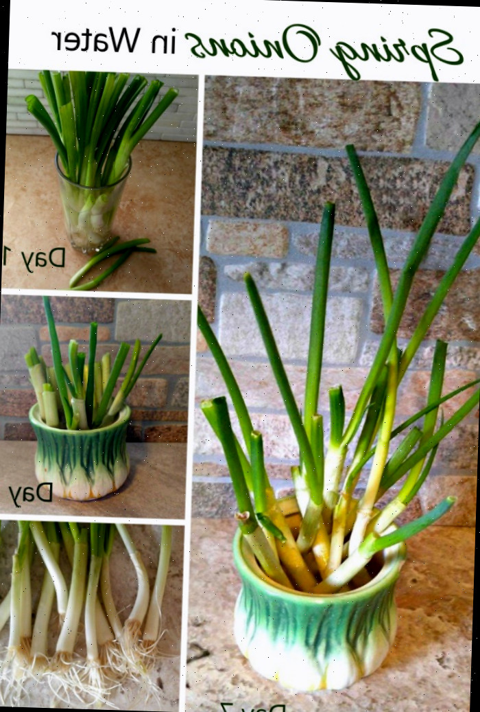 Replantando cebolas verdes (cebolinhas) na água – calendário de crescimento do dia 1 ao dia 10.