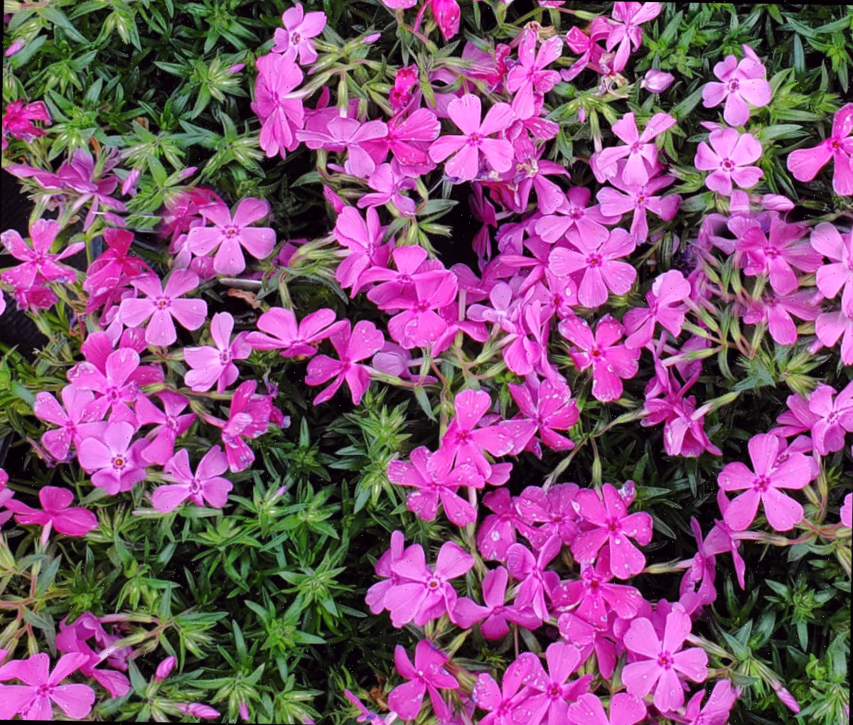 Um close-up das flores de flox rastejante após uma chuva de primavera.
