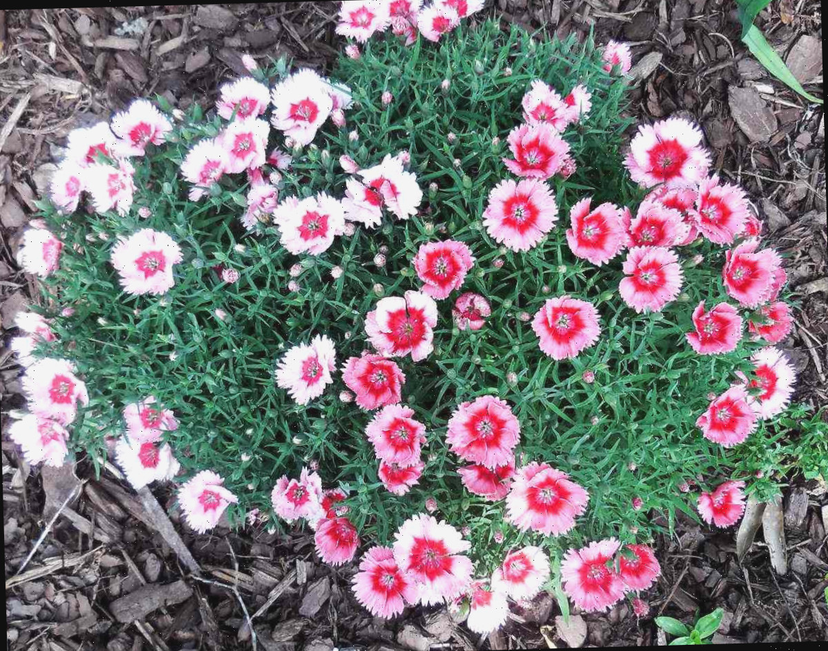 Um grupo de dianthus rosa em flor em um canteiro cercado por cobertura morta.