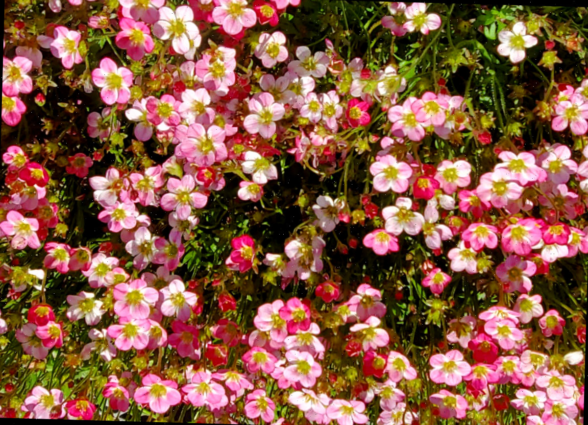Uma massa de flores rosa de saxifraga ao sol da primavera.