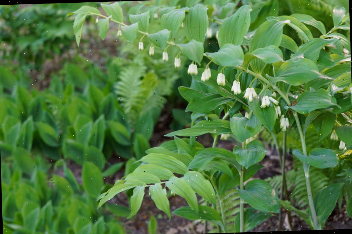 Selo-de-Salomão perene da primavera com caules arqueados e flores branco-esverdeadas.
