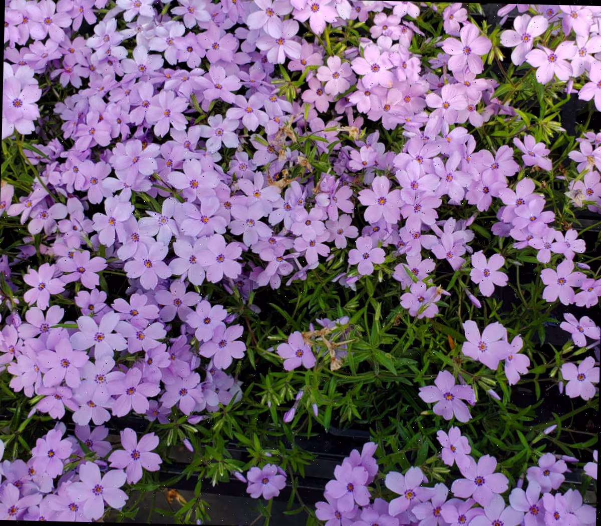 Uma massa de flores roxas de flox-florestal em sombra filtrada.
