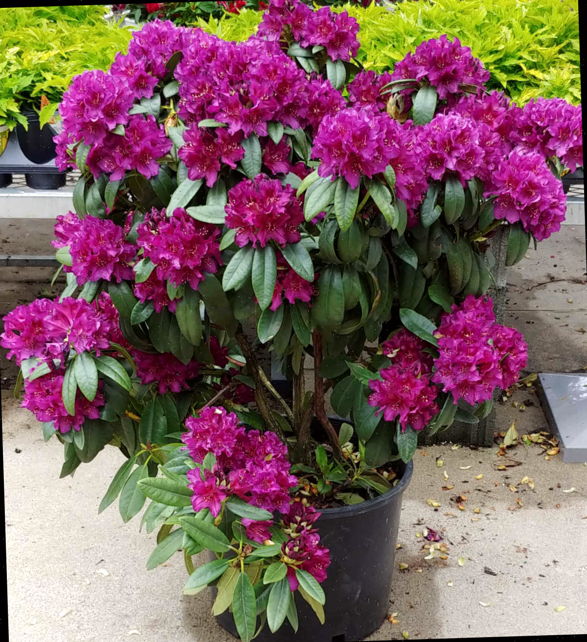 Um rododendro roxo em plena floração, plantado em um grande vaso.