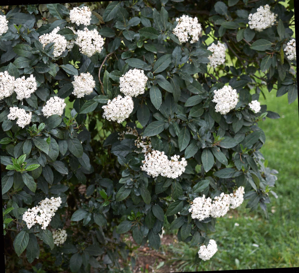 Um arbusto bola-de-neve em plena floração em um jardim na primavera.
