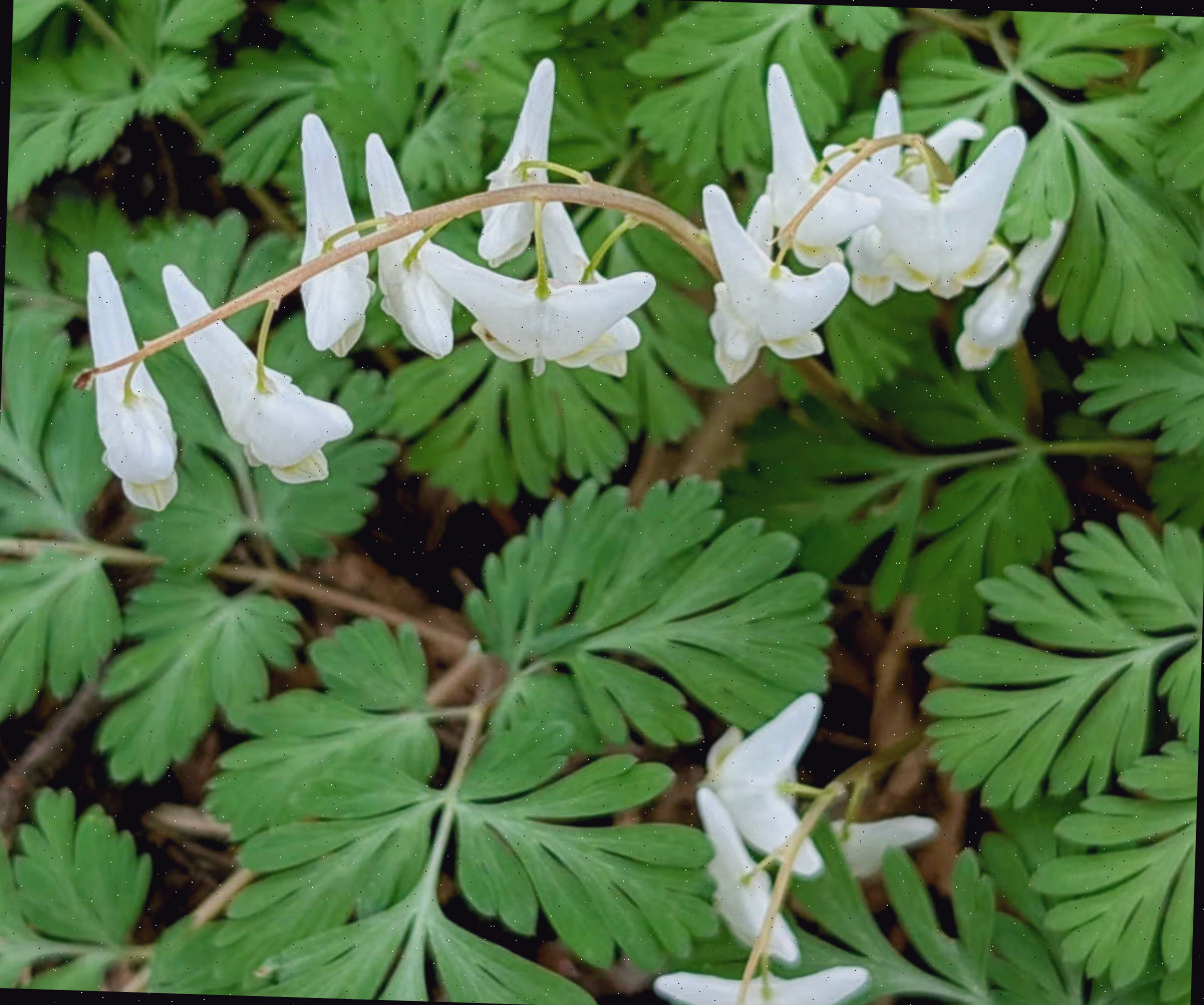 Um close-up das flores brancas em forma de calça da flor silvestre nativa Dutchman’s breeches.