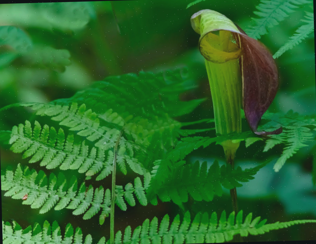 Uma flor silvestre nativa Jack-in-the-pulpit em flor em um jardim sombreado.