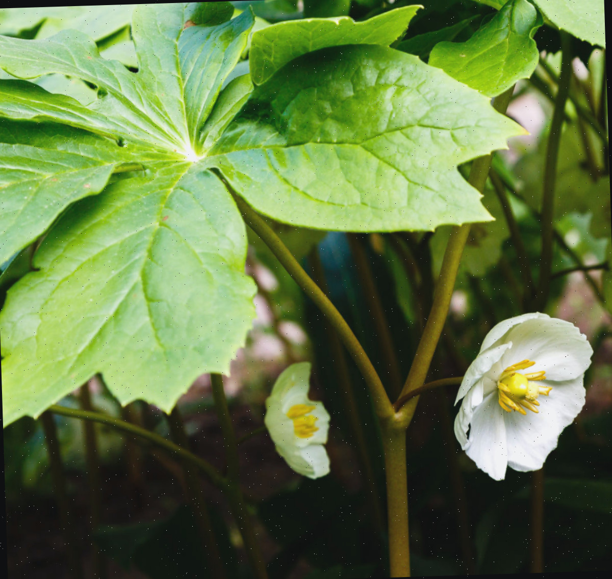 Close-up de uma flor branca de mayapple à sombra de grandes folhas.